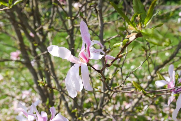 Magnolienbaumblüte im Frühling