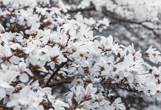 Magnolienbaumblüte