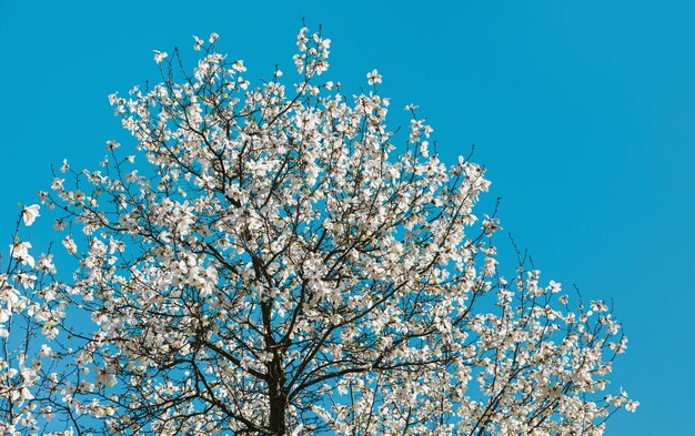 Magnolienbaumblüte