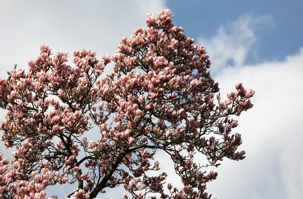 Magnolienbaumblüte