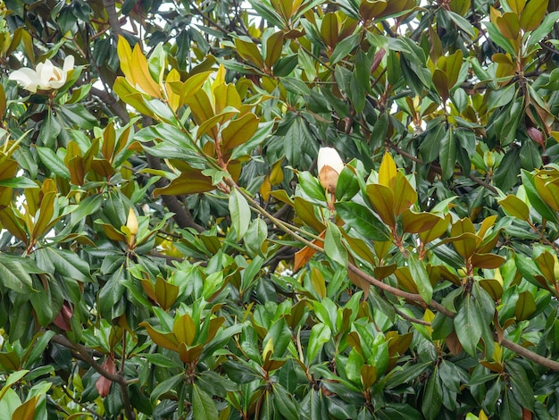 Magnolienblätter Baum vor der Blüte Der Baum blüht. Dichte Magnolienvegetation