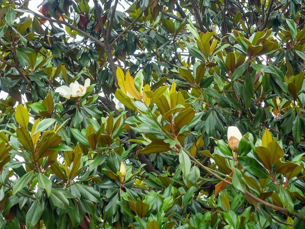 Magnolienblätter Baum vor der Blüte Der Baum blüht. Dichte Magnolienvegetation