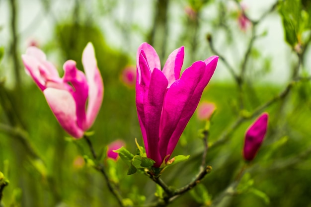 Magnolienblüte auf dem Hintergrund von verschwommenen Magnolienblüten auf Magnolienbaum.