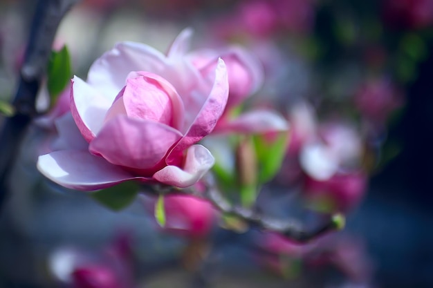 Magnolienblüte Frühlingsgarten / schöne Blumen, Frühlingshintergrund rosa Blumen
