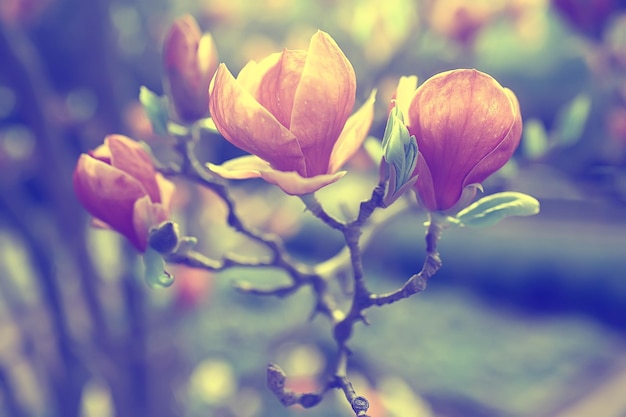 Magnolienblüte Frühlingsgarten / schöne Blumen, Frühlingshintergrund rosa Blumen