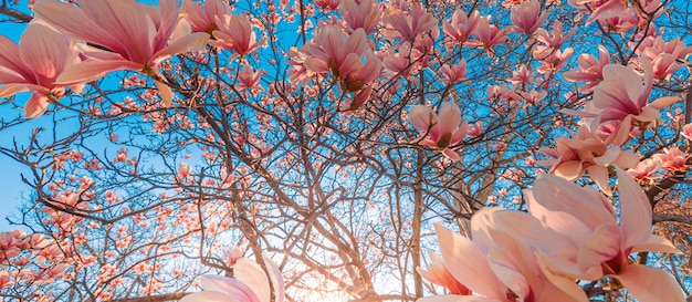 Magnolienblüte im Frühling. Zarte rosa Blüten, die im Sonnenlicht baden. warmes Aprilwetter