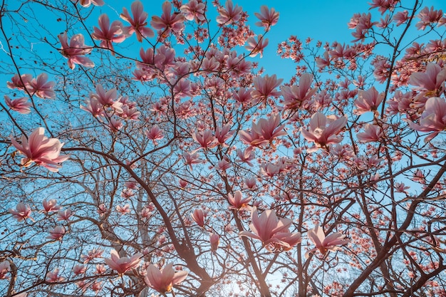 Magnolienblüte im Frühling. Zarte rosa Blüten, die im Sonnenlicht baden. warmes Aprilwetter