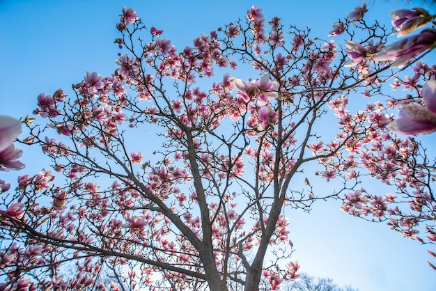 Magnolienblüte im Garten bei Sonnenaufgang auf dem Hintergrund des blauen Himmels Frühlingstag Rosa Blumen