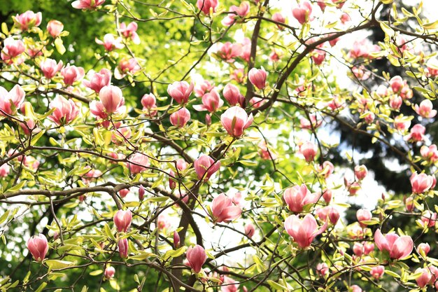 Magnolienblüte im Park Rosa und weiße Blumen natürlicher Hintergrund Blühender Baum