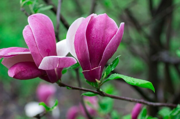 Magnolienblüten auf Ästen