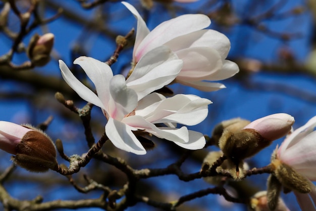 Magnolienblüten auf einem Baum vor blauem Himmel.