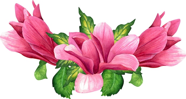 Magnolienblüten botanische Aquarellillustration