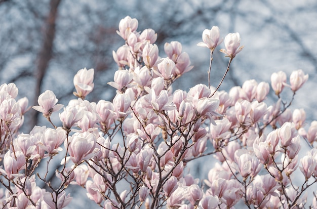 Magnolienblüten im Frühling