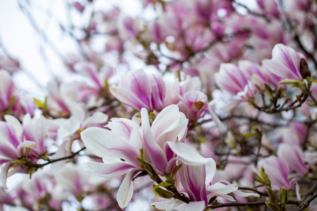 Magnolienblüten im Frühling