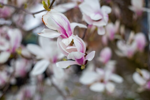 Magnolienblüten im Frühling