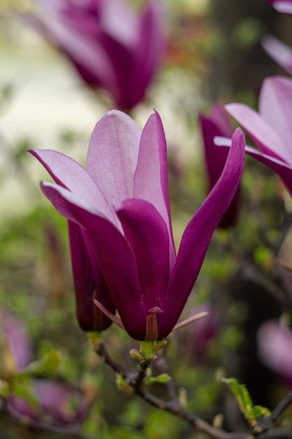 Magnolienblüten, lila Magnolien, Frühlingsblumen