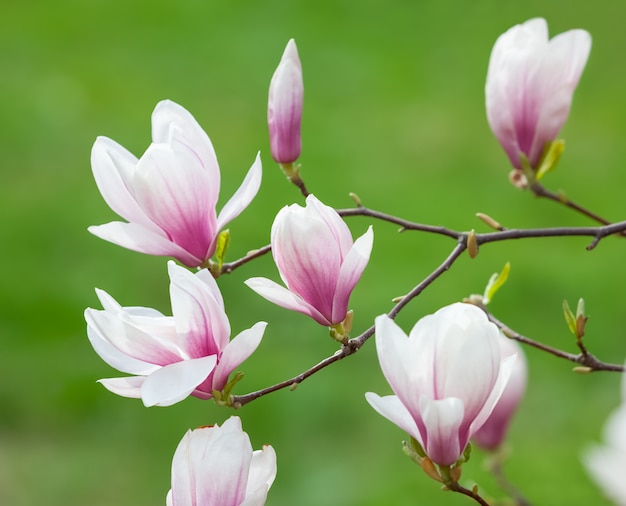 Foto magnolienblüten