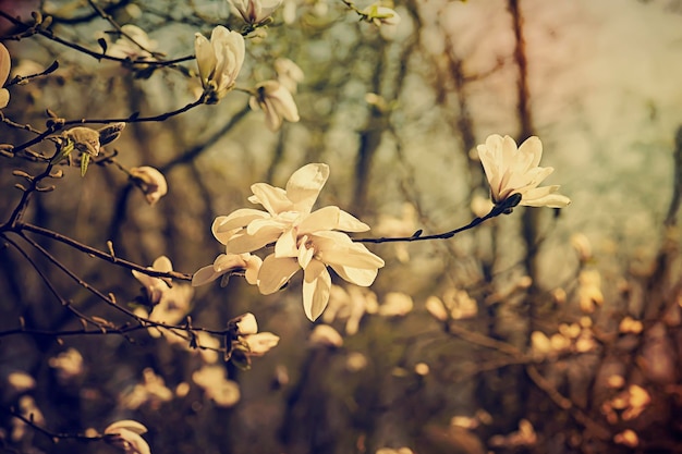 Magnolienblüten