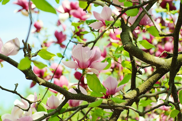 Magnolienblüten