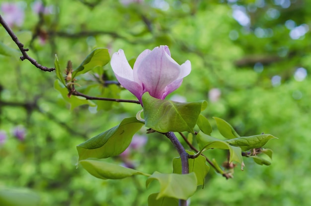 Magnolienblüten