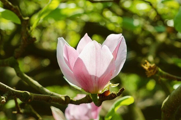 Magnolienblüten