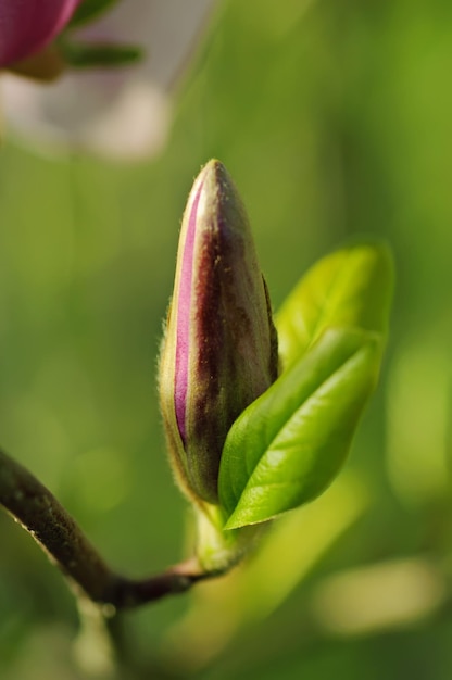 Magnolienblüten