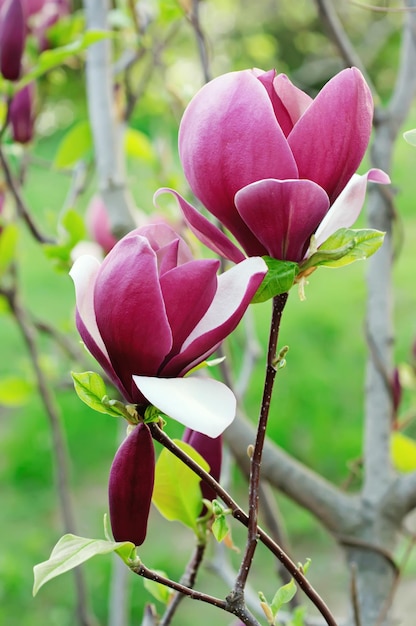 Magnolienblüten