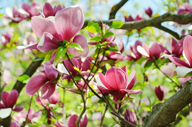 Magnolienblüten