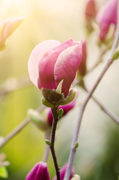 Magnolienblütenknospe