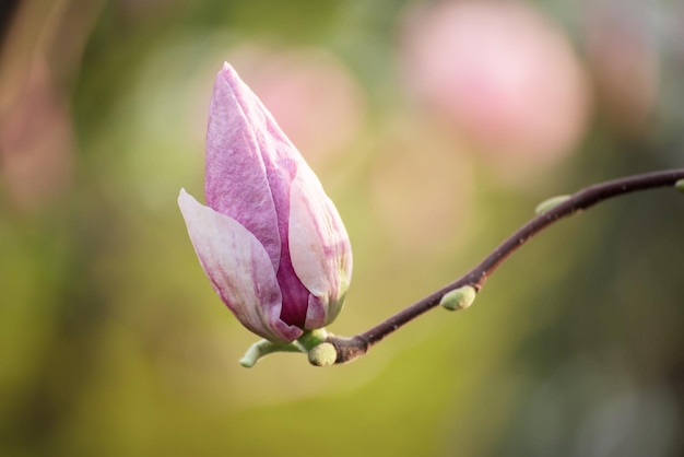 Magnolienblütenknospe