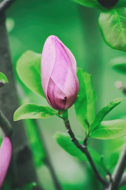 Magnolienblütenknospe