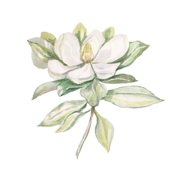 Magnolienblume blüht hell exotisches Aquarell handgezeichneter Drucksatz Natur blühende Zweige und Blätter Flora Botanik