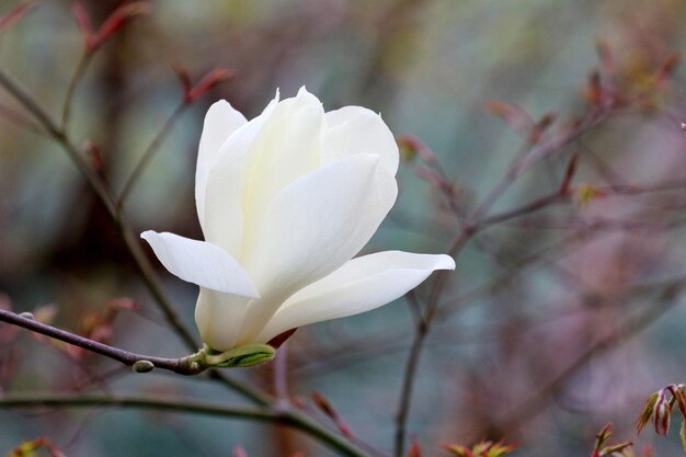 Foto magnolienblumen blühen