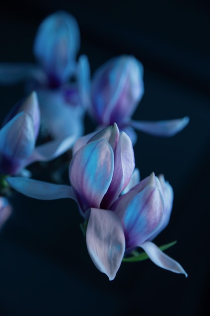 Magnolienblumen in blauen Farben