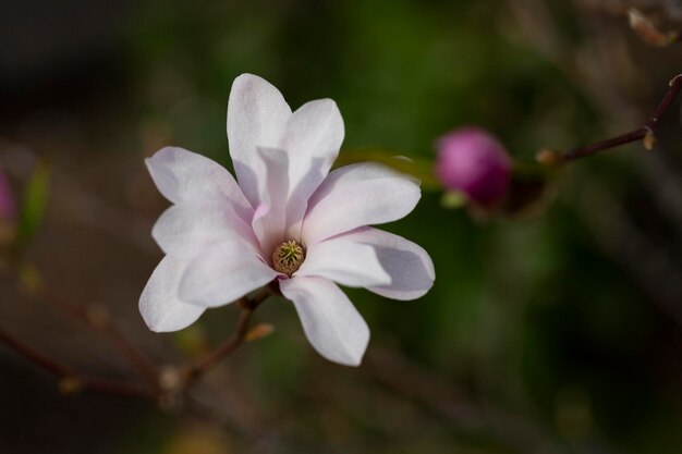 Foto magnolienblumen in der nähe blüte magnolia-baum magnolia loebneri leonard messel stern blüte