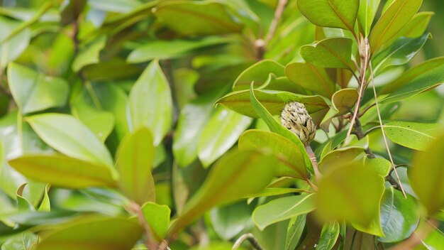 Magnolienfrüchte Zweige der Magnolia grandiflora mit Früchten aus der Nähe