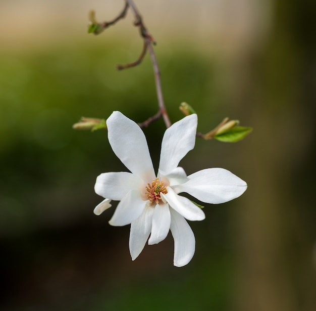 Magnolienkobus. Blühender Baum mit weißen Blüten