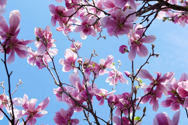 Magnolienrosa Blumen und blauer Himmel