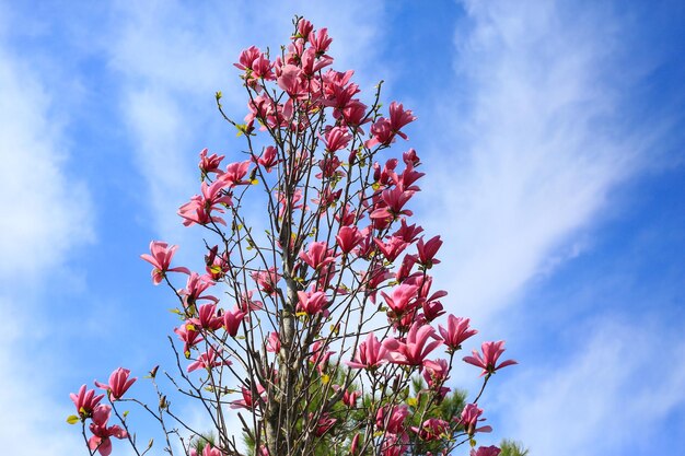 Un magnolio en flor contra un cielo azul