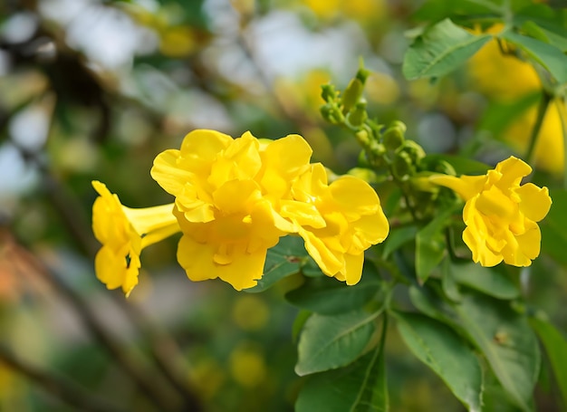 Foto magnoliophytes angiospermous amarelo de nome ouro flor de trombeta de cor amarela