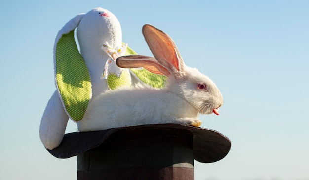 Mago de conejito de Pascua con conejo de peluche.