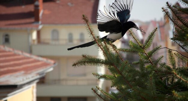 Magpie está fazendo um ninho na árvore do abeto