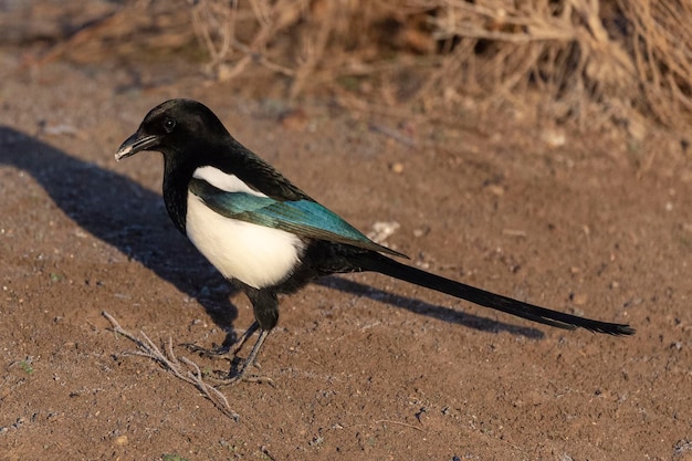 Magpie Pica pica Toledo Espanha