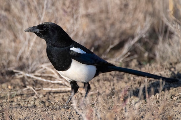 Magpie pica pica toledo espanha