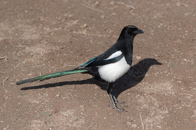 Magpie Pica pica Toledo Espanha