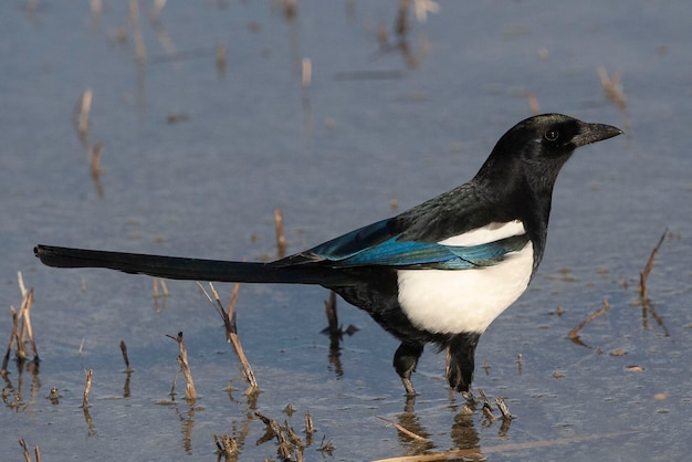 Magpie Pica pica Toledo Espanha