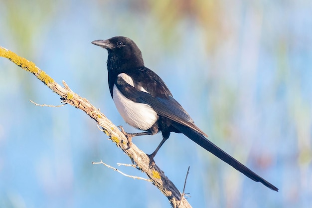 Magpie Pica pica Toledo Espanha