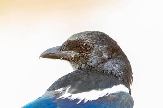 Magpie Pica pica Toledo Espanha