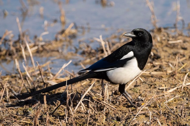 Magpie Pica pica Toledo Espanha