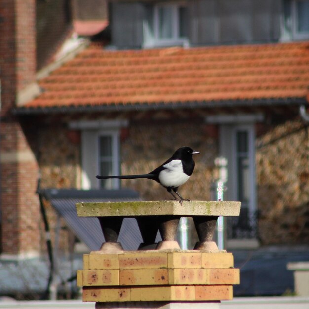 Foto magpie sentada en la parte superior de una chimenea